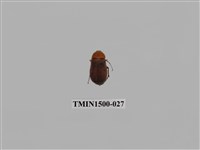 藏品(金龜子科(六))的圖片